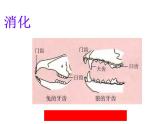 5.1.7 哺乳动物课件PPT