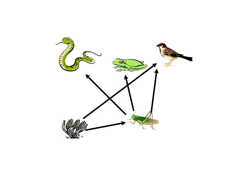 5.3 动物在生物圈中的作用课件PPT第6页