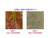 5.4.2 细菌课件PPT