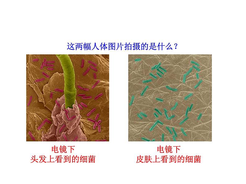 5.4.2 细菌课件PPT第2页