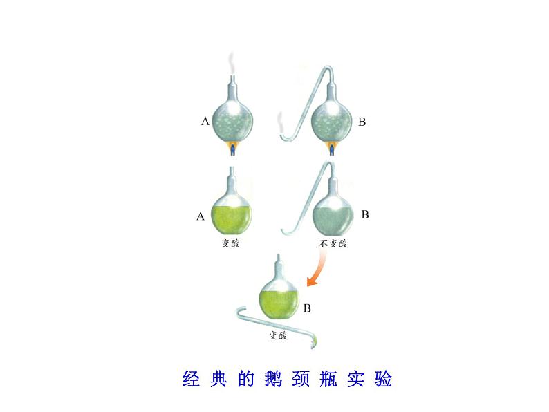 5.4.2 细菌课件PPT第6页