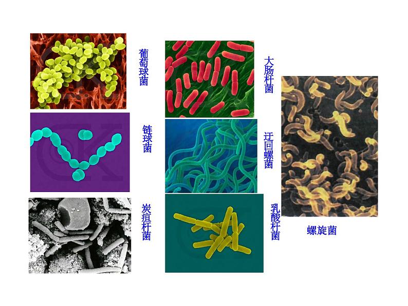 5.4.2 细菌课件PPT第8页