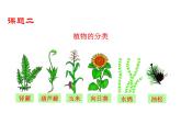 6.1.1 尝试对生物进行分类课件PPT