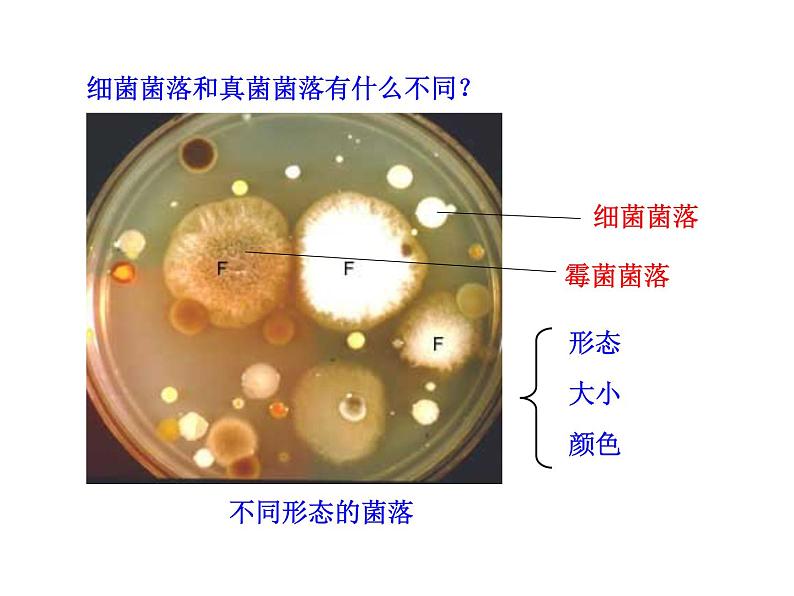 5.4.1 细菌和真菌的分布课件PPT第6页