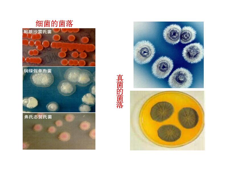 5.4.1 细菌和真菌的分布课件PPT第7页