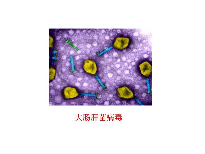 5.5 病毒课件PPT第6页