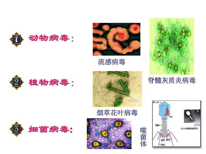 5.5 病毒课件PPT第7页