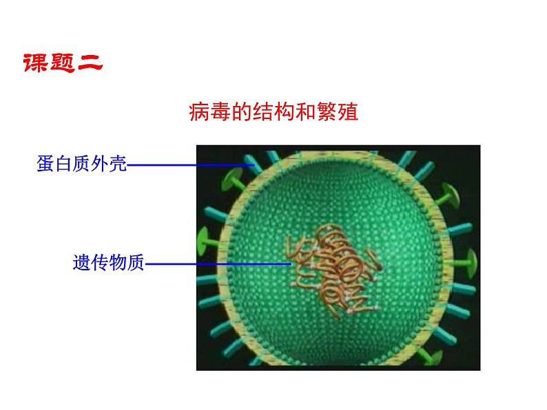 5.5 病毒课件PPT第8页