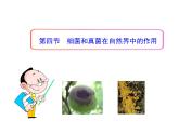 5.4.4 细菌和真菌在自然界中的作用课件PPT