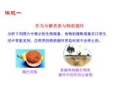 5.4.4 细菌和真菌在自然界中的作用课件PPT