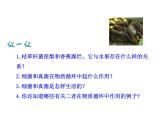 5.4.4 细菌和真菌在自然界中的作用课件PPT