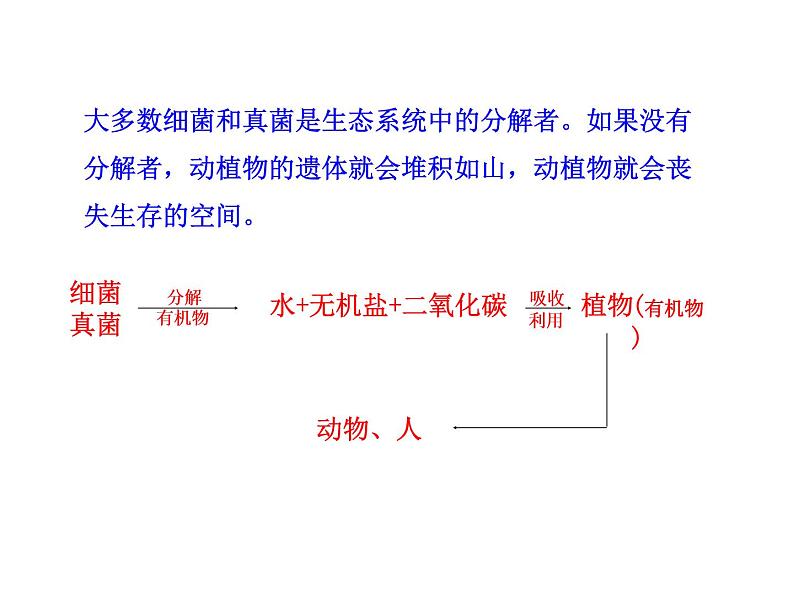 5.4.4 细菌和真菌在自然界中的作用课件PPT05