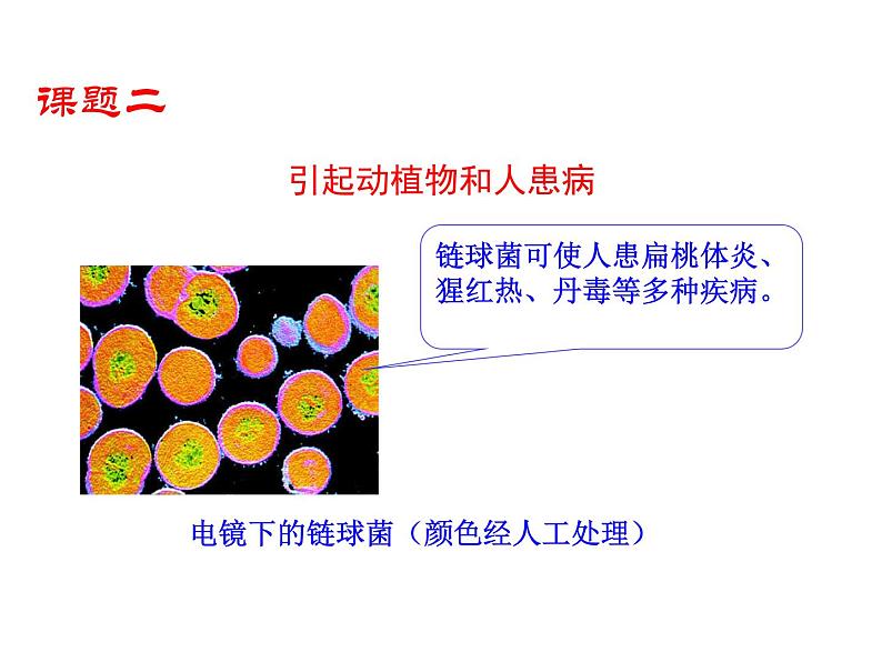 5.4.4 细菌和真菌在自然界中的作用课件PPT08