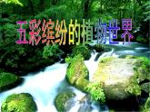 苏教版八年级生物上册 14.1 五彩缤纷的植物世界_ 课件