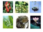 苏教版八年级生物上册 14.1 五彩缤纷的植物世界_ 课件