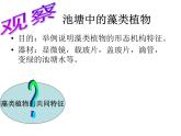 苏教版八年级生物上册 14.1 五彩缤纷的植物世界_ 课件