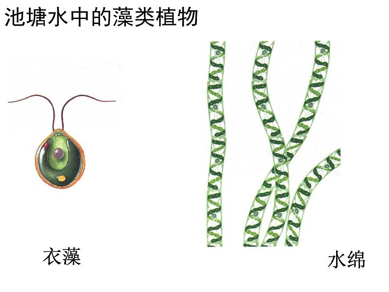 苏教版八年级生物上册 14.1 五彩缤纷的植物世界_ 课件第4页