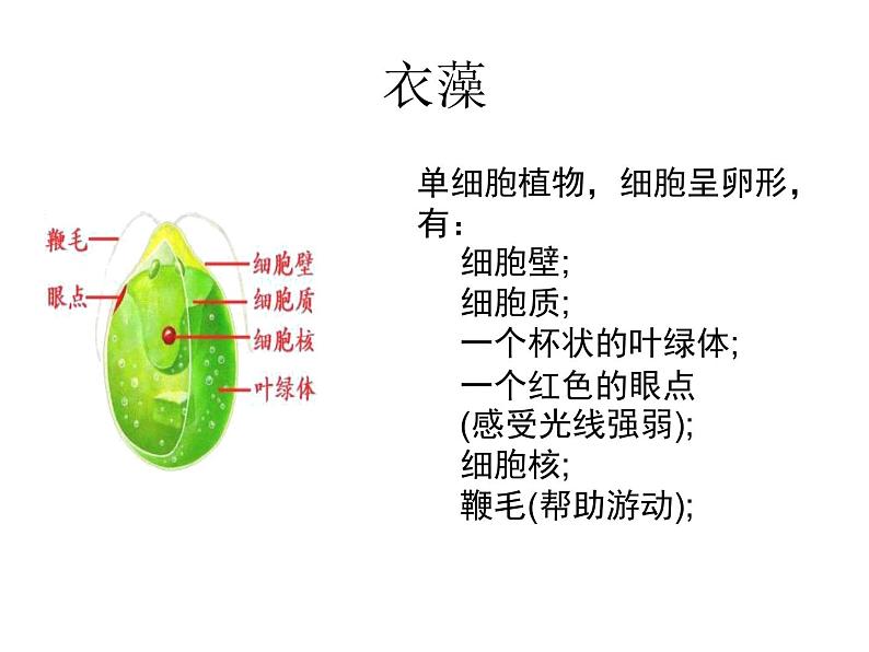 苏教版八年级生物上册 14.1 五彩缤纷的植物世界_ 课件第5页