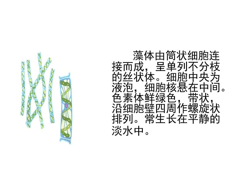 苏教版八年级生物上册 14.1 五彩缤纷的植物世界_ 课件第7页