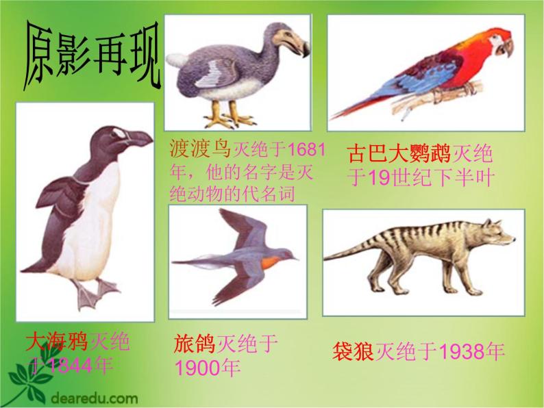 苏教版八年级生物上册 15.2 保护生物多样性的艰巨使命 课件03