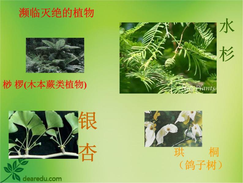 苏教版八年级生物上册 15.2 保护生物多样性的艰巨使命 课件06