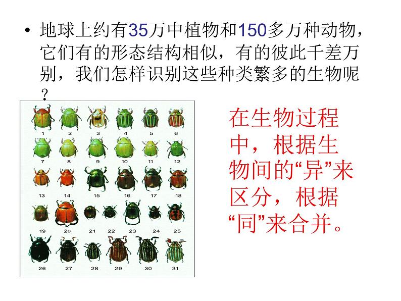 苏教版八年级生物上册 14.4 生物的分类_ 课件04
