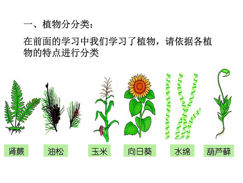 苏教版八年级生物上册 14.4 生物的分类_ 课件05