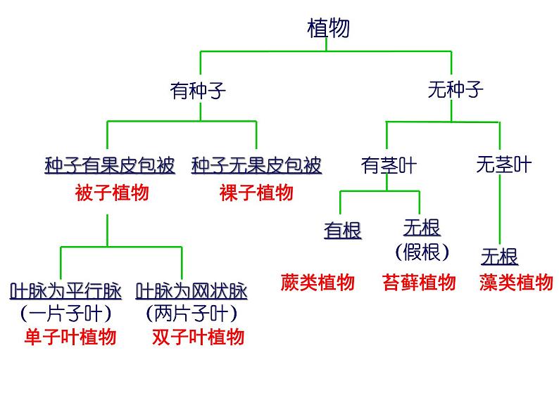 苏教版八年级生物上册 14.4 生物的分类_ 课件07