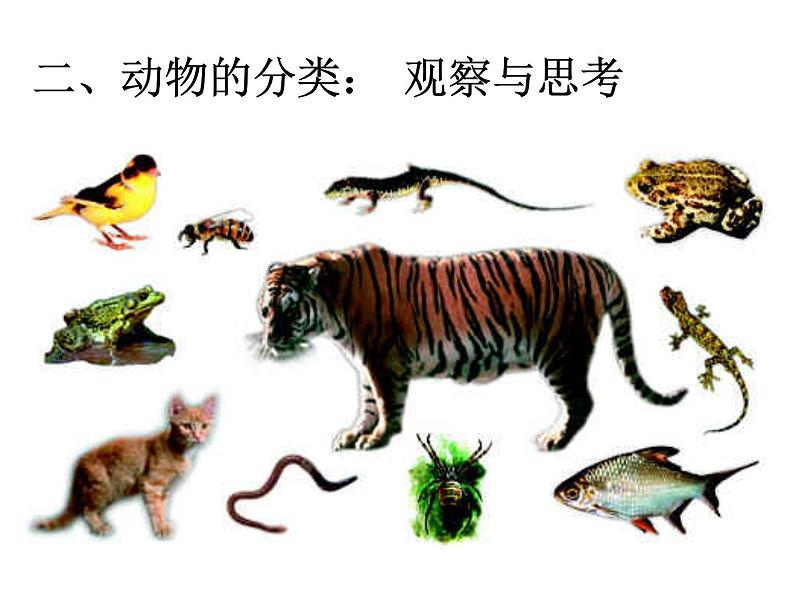 苏教版八年级生物上册 14.4 生物的分类_ 课件08