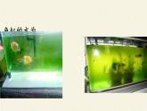 苏教版八年级生物上册 14.1  五彩缤纷的植物世界 课件