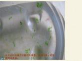 苏教版八年级生物上册 14.1  五彩缤纷的植物世界 课件