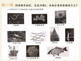 苏教版八年级生物上册 14.4  生物的分类 课件