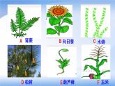 苏教版八年级生物上册 14.1 五彩缤纷的植物世界（第2课时） 课件