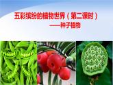 苏教版八年级生物上册 14.1 五彩缤纷的植物世界（第2课时） 课件