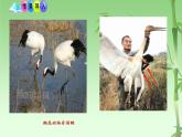 苏教版八年级生物上册 15.2 保护生物多样性的艰巨使命 课件