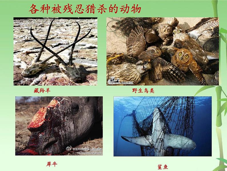 苏教版八年级生物上册 15.2 保护生物多样性的艰巨使命 课件03