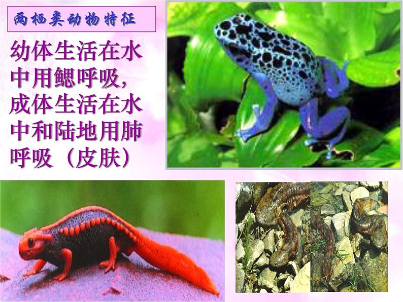 苏教版八年级生物上册 14.2 千姿百态的动物世界_ 课件07