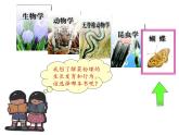 蘇教版八年級生物上冊 14.4 生物的分類(7) 課件