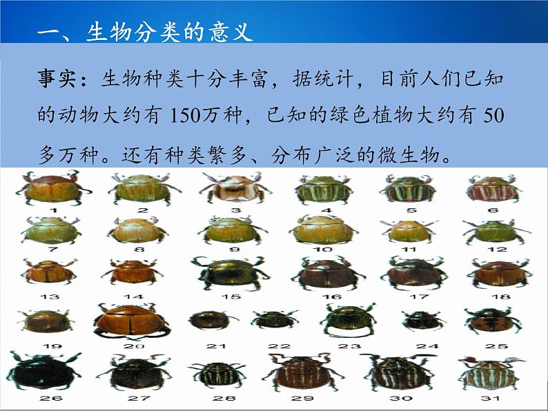 苏教版八年级生物上册 14.4  生物的分类(3) 课件第6页