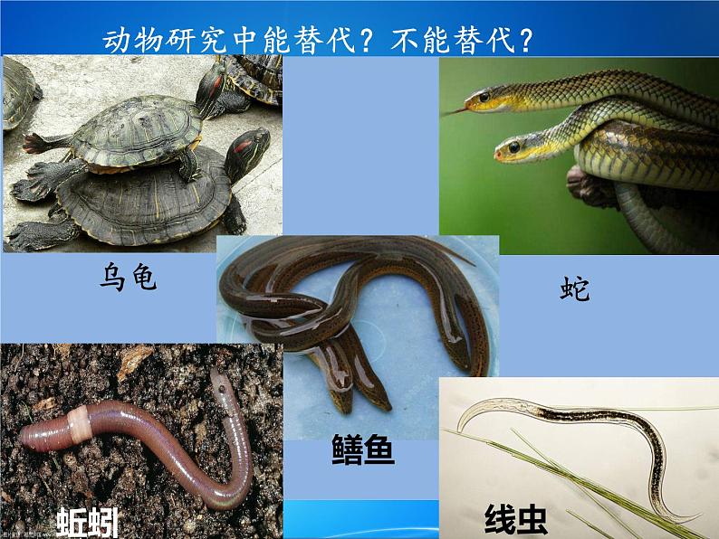 苏教版八年级生物上册 14.4  生物的分类(3) 课件第7页