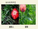蘇教版八年級生物上冊 14.4  生物的分類(1) 課件