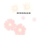 苏教版八年级生物上册 14.3 神奇的微生物_ 课件