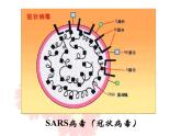 苏教版八年级生物上册 14.3 神奇的微生物_ 课件