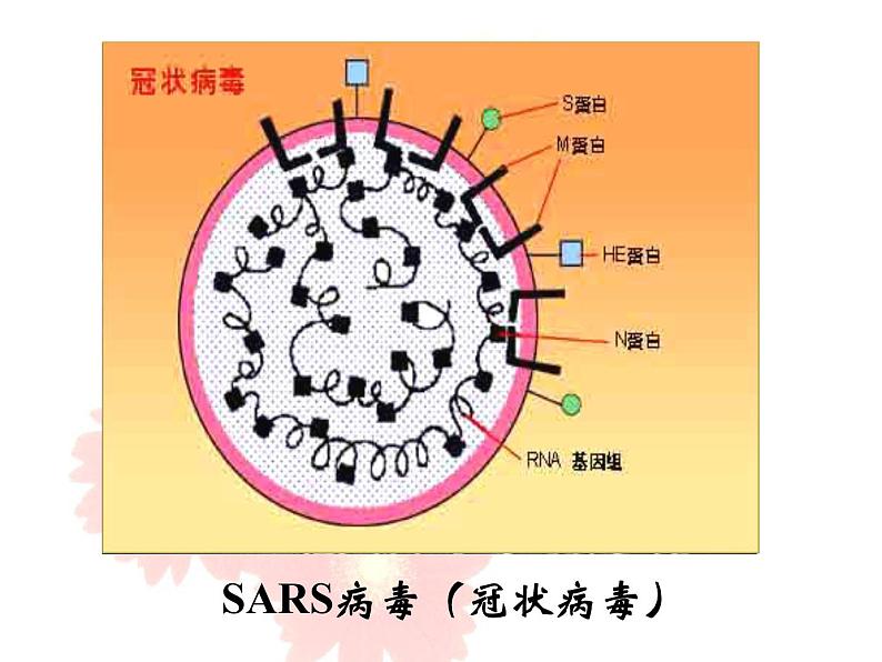 苏教版八年级生物上册 14.3 神奇的微生物_ 课件03