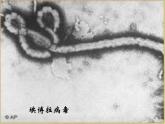 苏教版八年级生物上册 14.3 神奇的微生物_ 课件