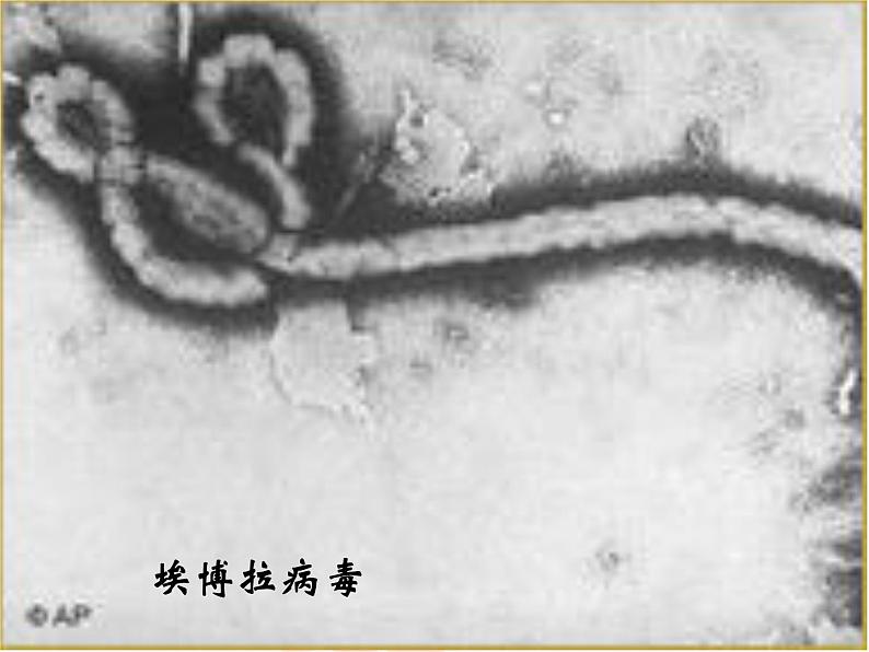 苏教版八年级生物上册 14.3 神奇的微生物_ 课件04