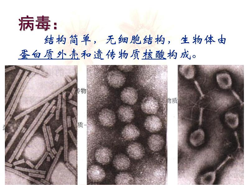 苏教版八年级生物上册 14.3 神奇的微生物_ 课件05