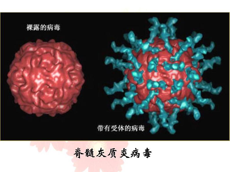 苏教版八年级生物上册 14.3 神奇的微生物_ 课件07