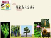 蘇教版八年級生物上冊 14.4  生物的分類(5) 課件