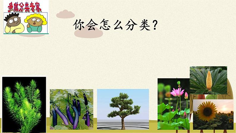 苏教版八年级生物上册 14.4  生物的分类(5) 课件05